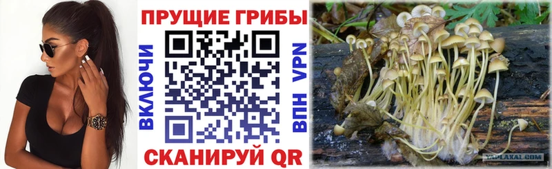 Купить где  Багратионовск  Галлюциногенные грибы мухоморы 